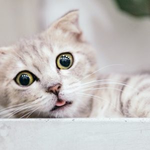 GATOS